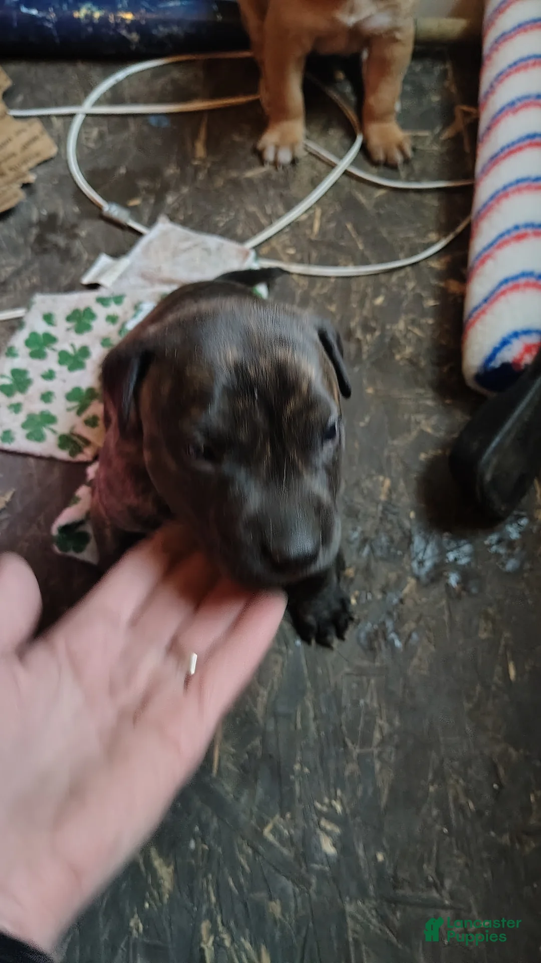 Mixed Breed dogs for sale: Stormy - Ad 2