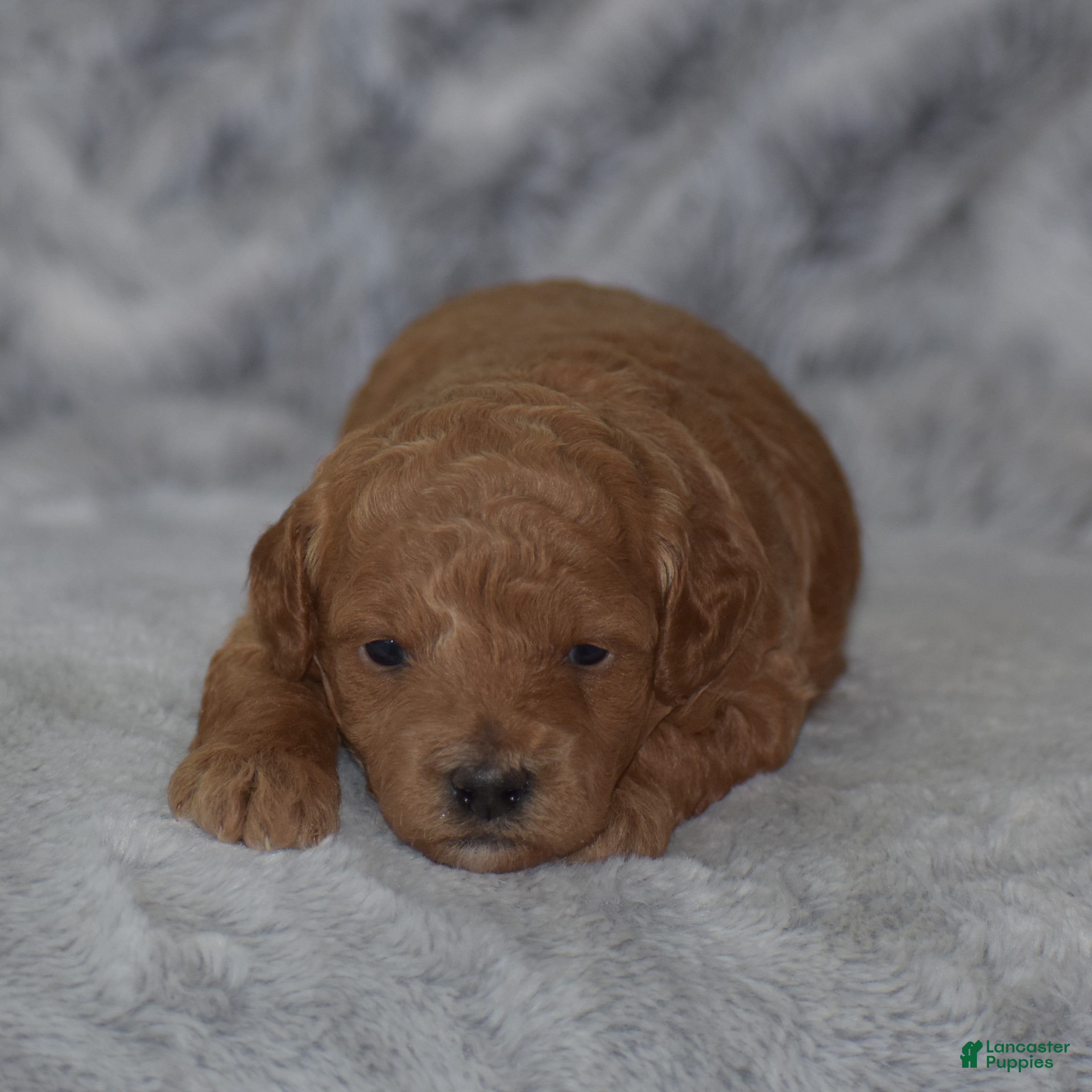 Miniature Poodle dogs Louie - Ad 1