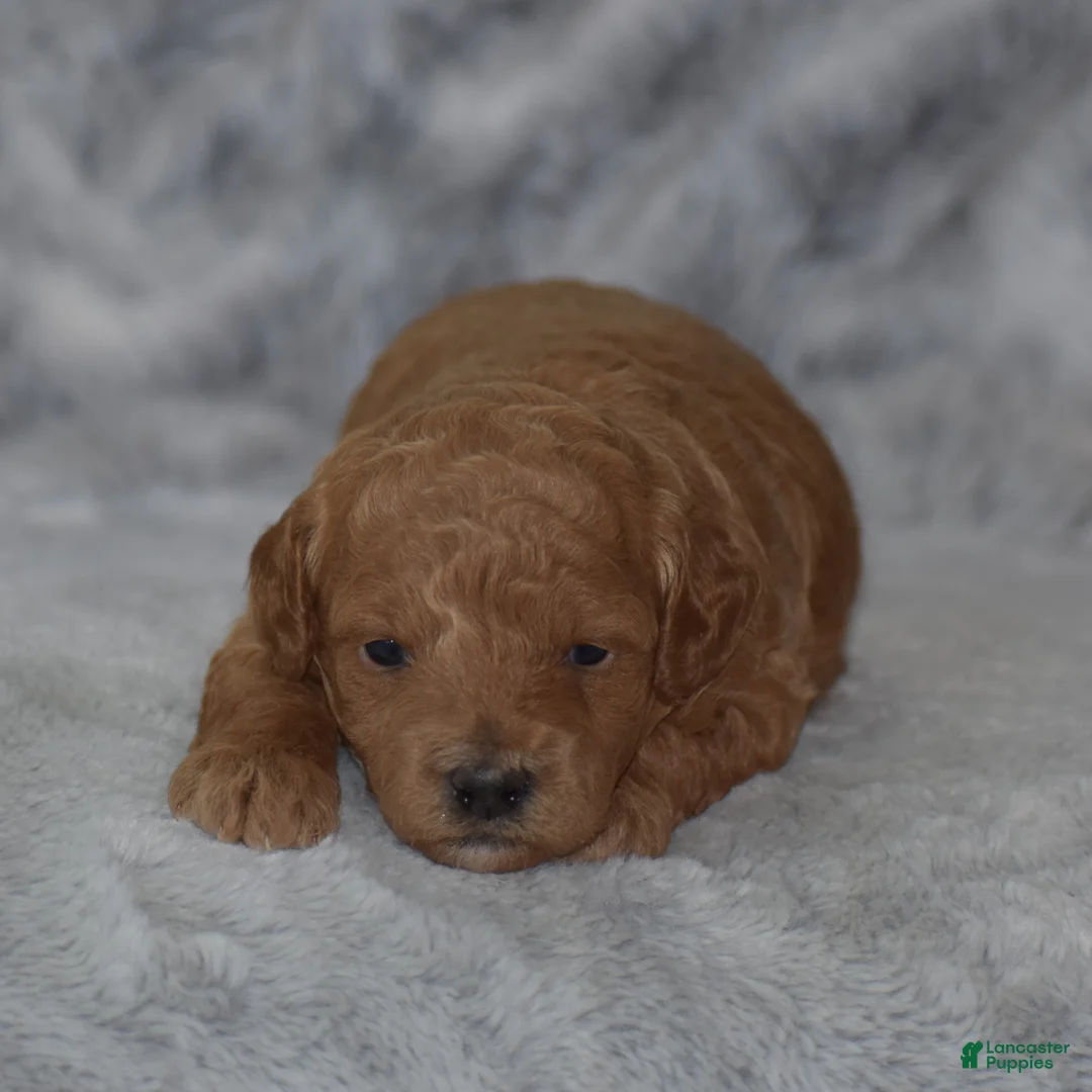 Miniature Poodle dogs for sale: Louie - Ad 1