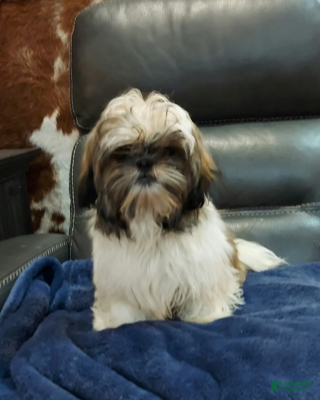 Shih Tzu dogs for sale: Mickey - Ad 2