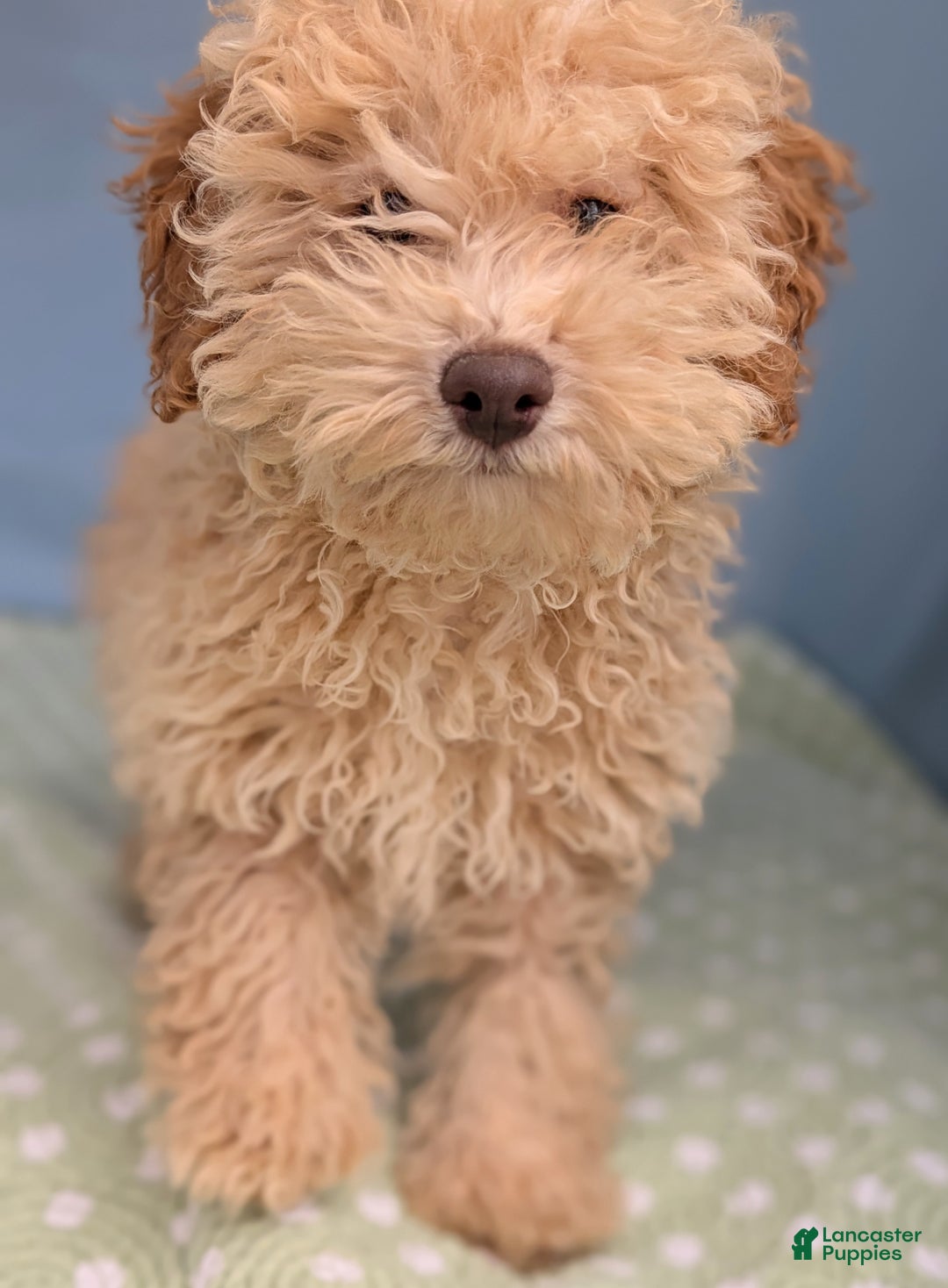 Toy Poodle dogs for sale: Fusilli - Ad 4