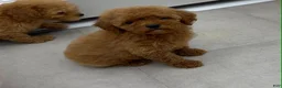 Mini Goldendoodle dogs for sale: TOY GOLDENDOODLE  - Ad 3