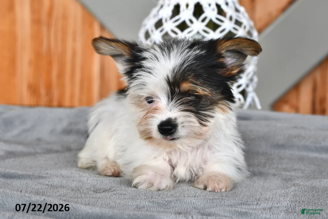 Mixed Breed dogs for sale: Rover - Ad 2