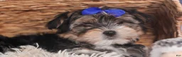 Morkie dogs for sale: Newton - Ad 11
