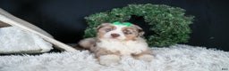 Miniature Australian Shepherd dogs for sale: SAMMY - Ad 19