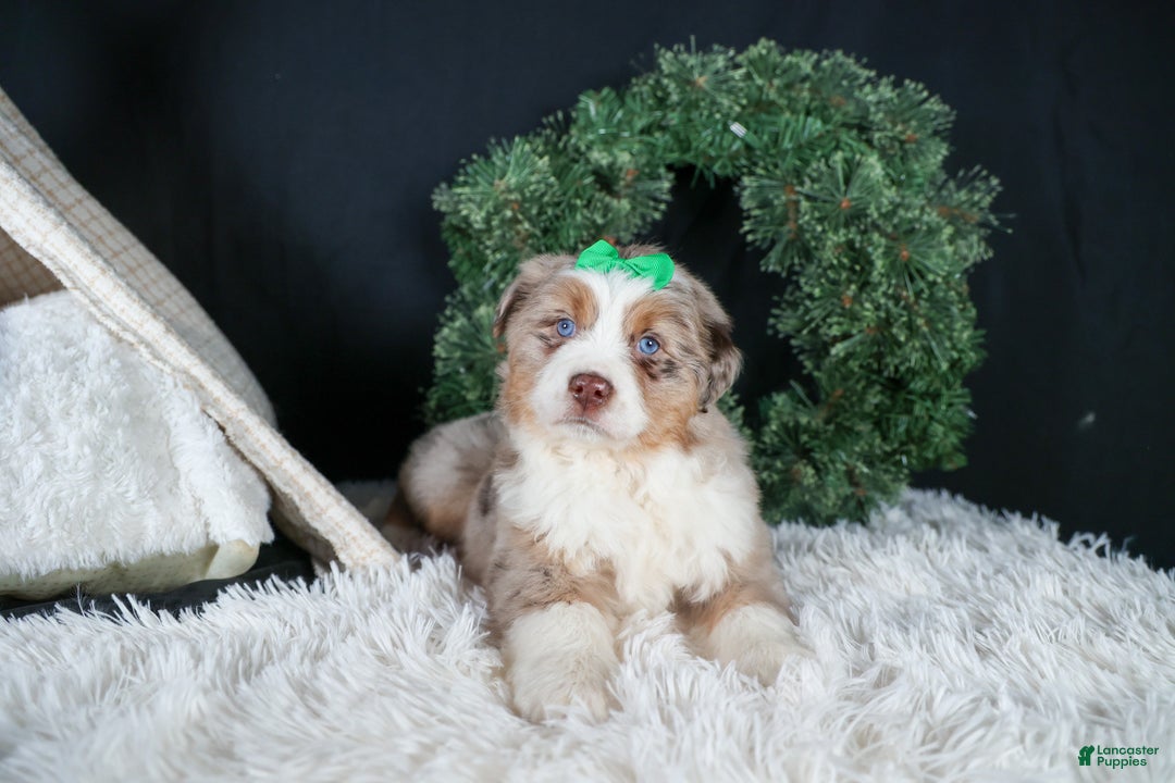 Miniature Australian Shepherd dogs for sale: SAMMY - Ad 19