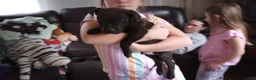 American Bully dogs for sale: Carter Starocci - Ad 1