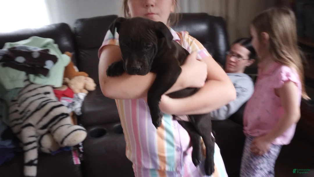 American Bully dogs for sale: Carter Starocci - Ad 1