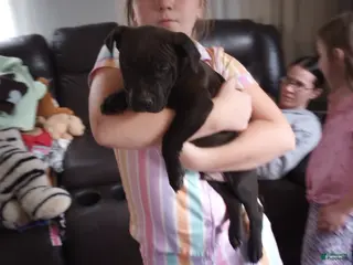 American Bully dogs Carter Starocci - Ad 17