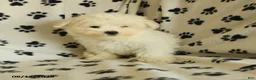 Maltese dogs for sale: Frost  - Ad 8