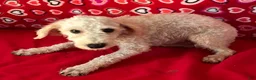 Toy Poodle dogs for sale: Mimi - Ad 3