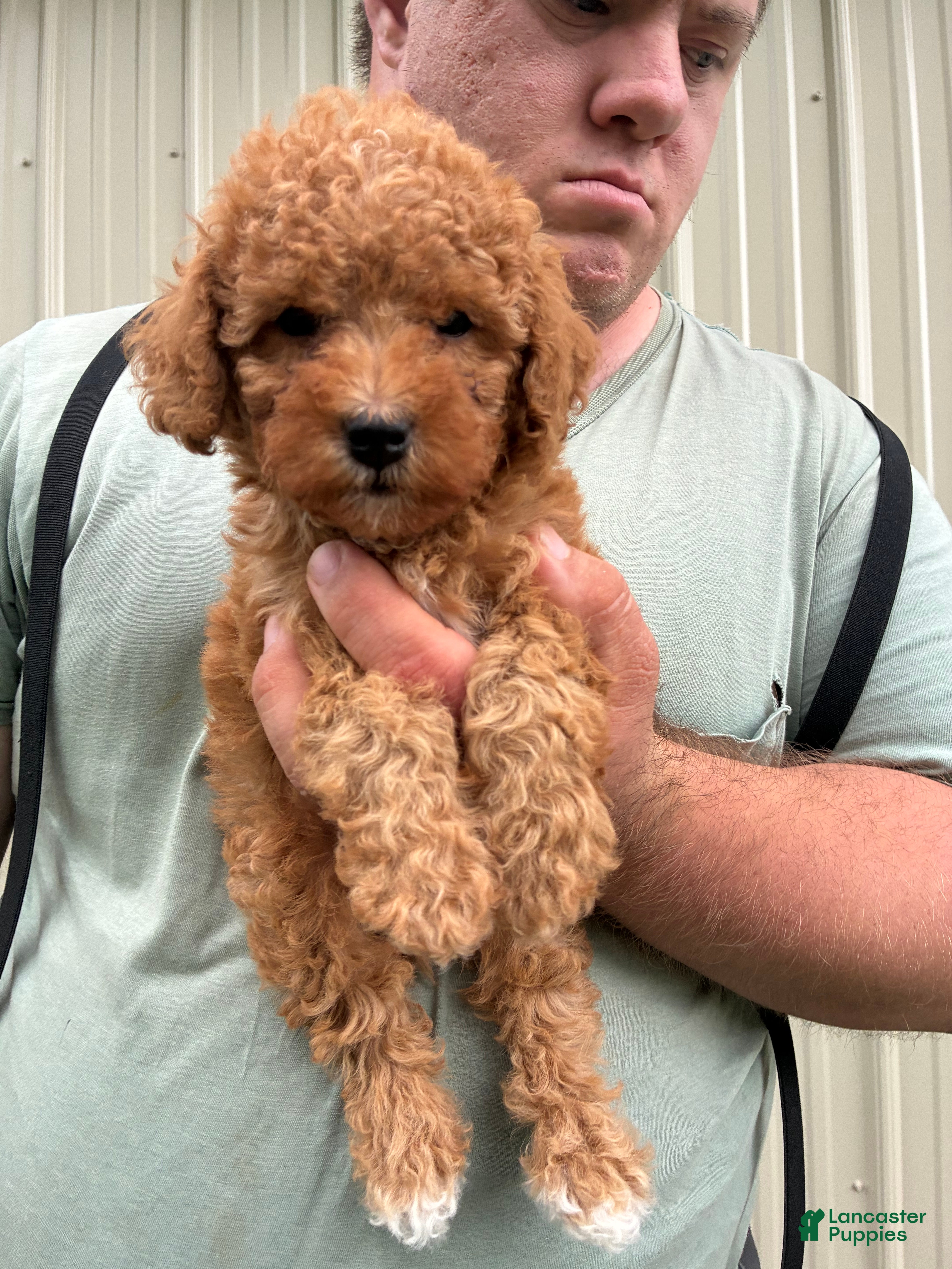 Mini Goldendoodle dogs Mini Goldendoodle 2 - Ad 1