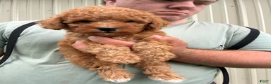 Mini Goldendoodle 2