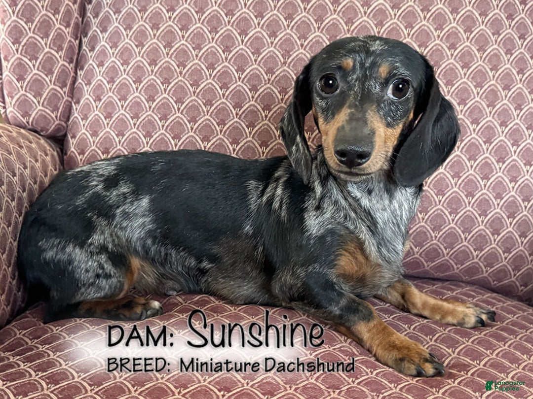 Dachshund dogs for sale: Kurvin - Ad 6