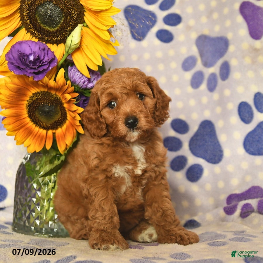 Cockapoo dogs Ashley  - Ad 1