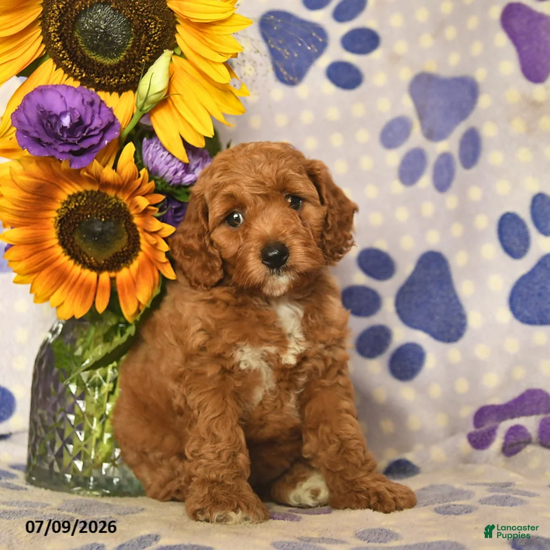Cockapoo dogs for sale: Ashley  - Ad 1