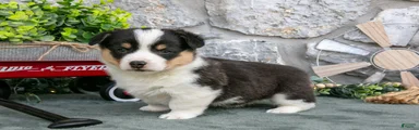 Oscar