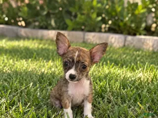Chihuahua dogs Lilly - Ad 21