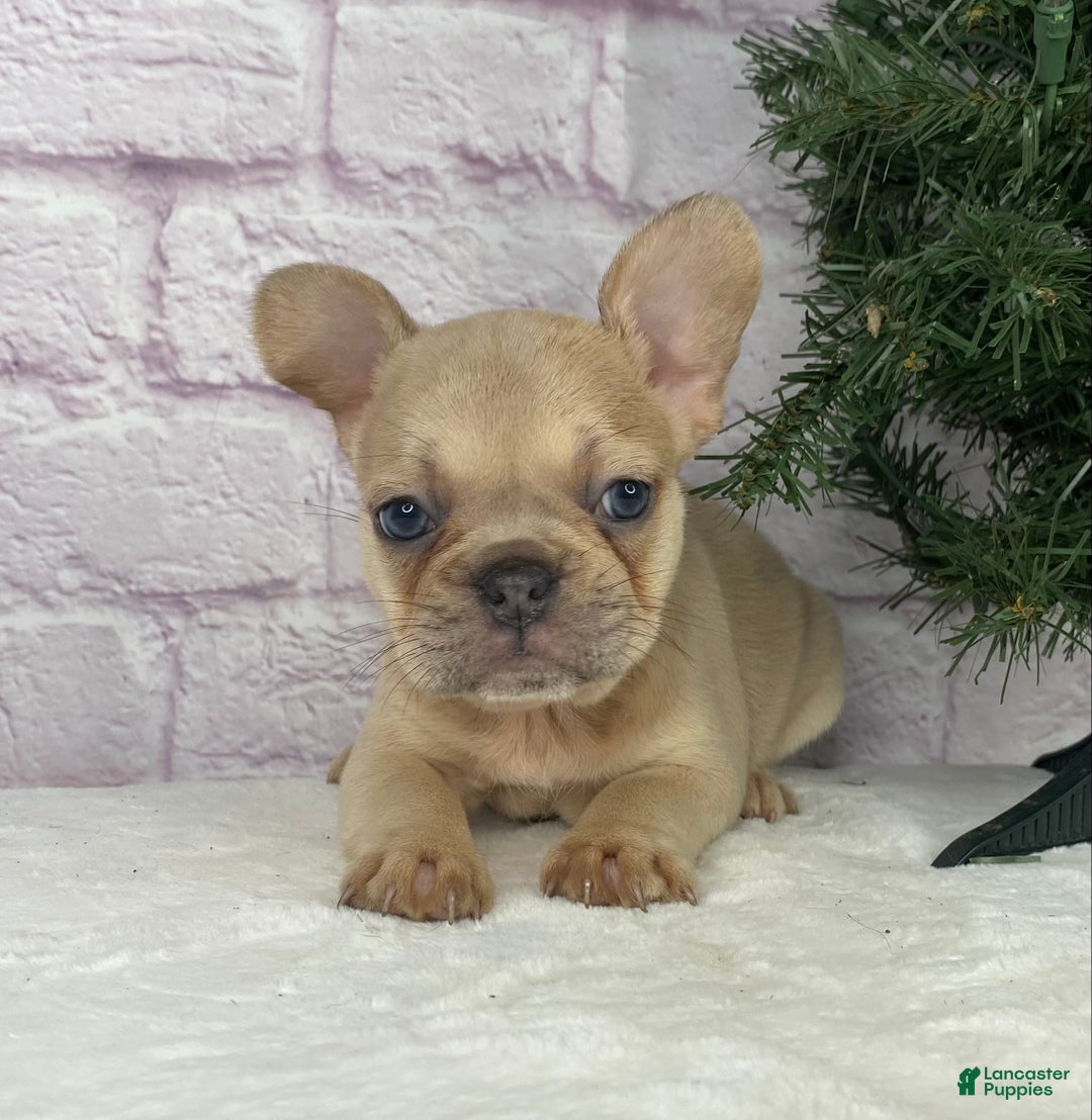 French Bulldog dogs for sale: Sady - Ad 4