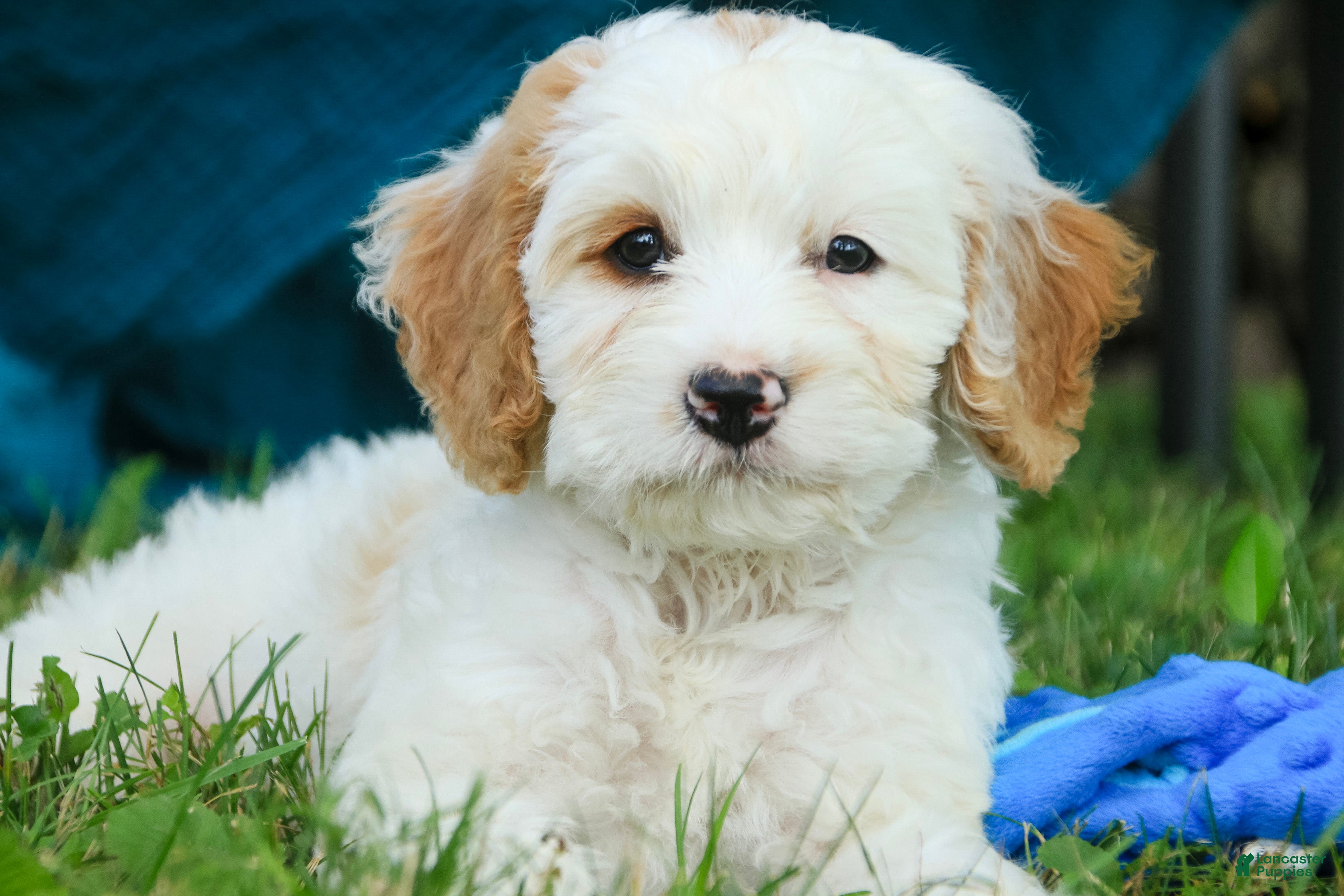 Mixed Breed dogs for sale: Nugget Munchkin Bernedoodle - Ad 1