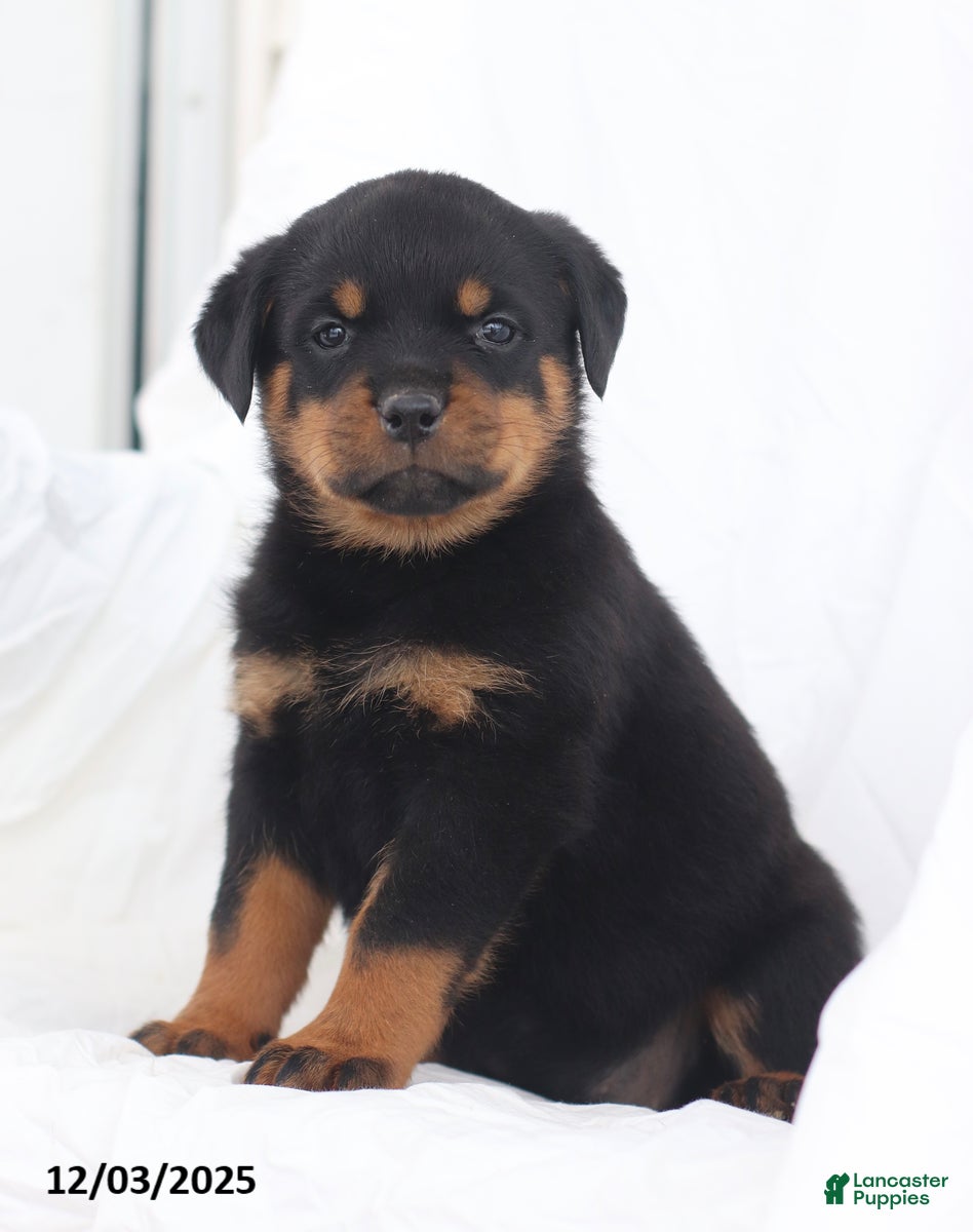 Rottweiler dogs Candy - Ad 19