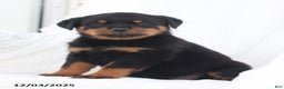 Rottweiler dogs for sale: Candy - Ad 1