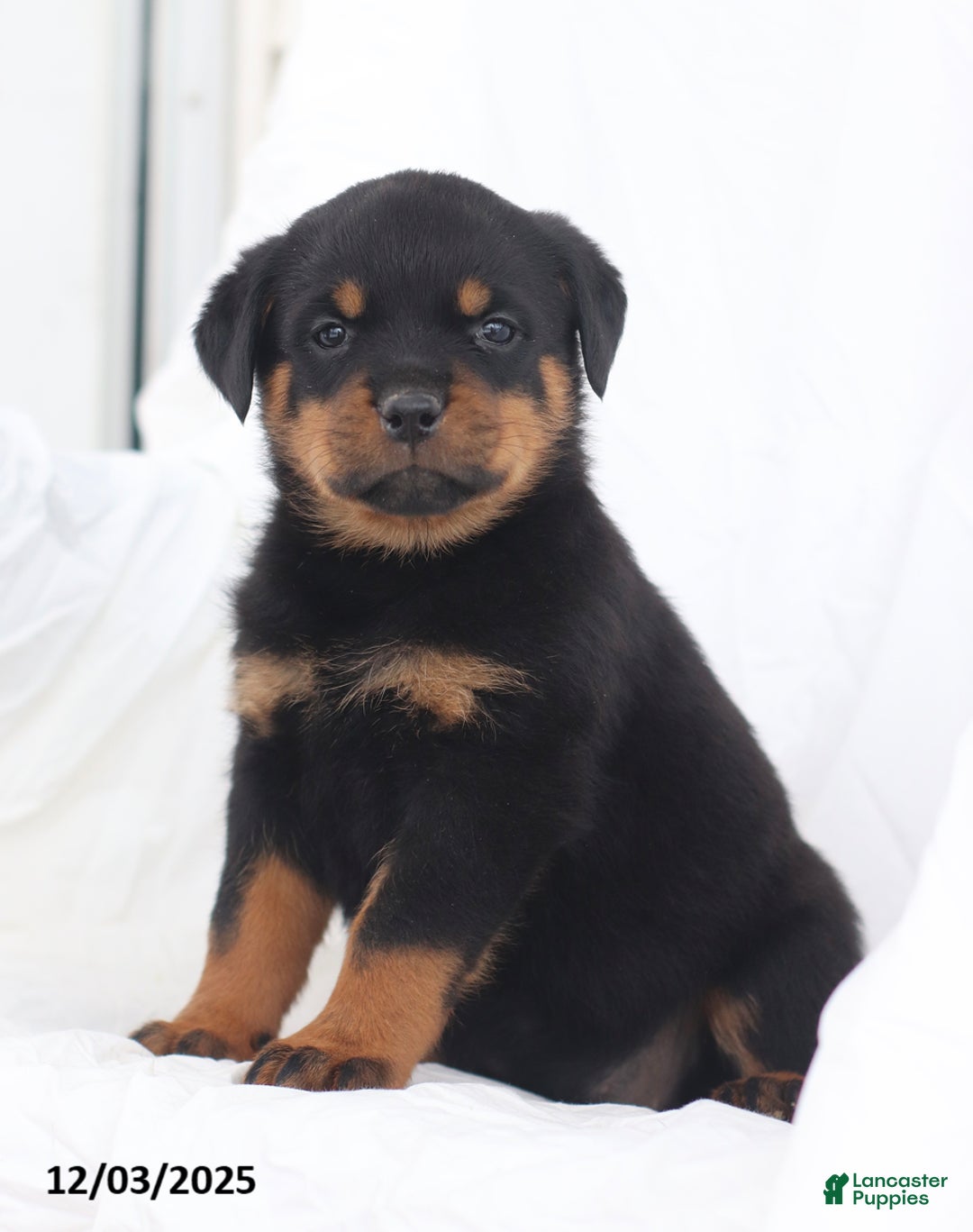 Rottweiler dogs for sale: Candy - Ad 1
