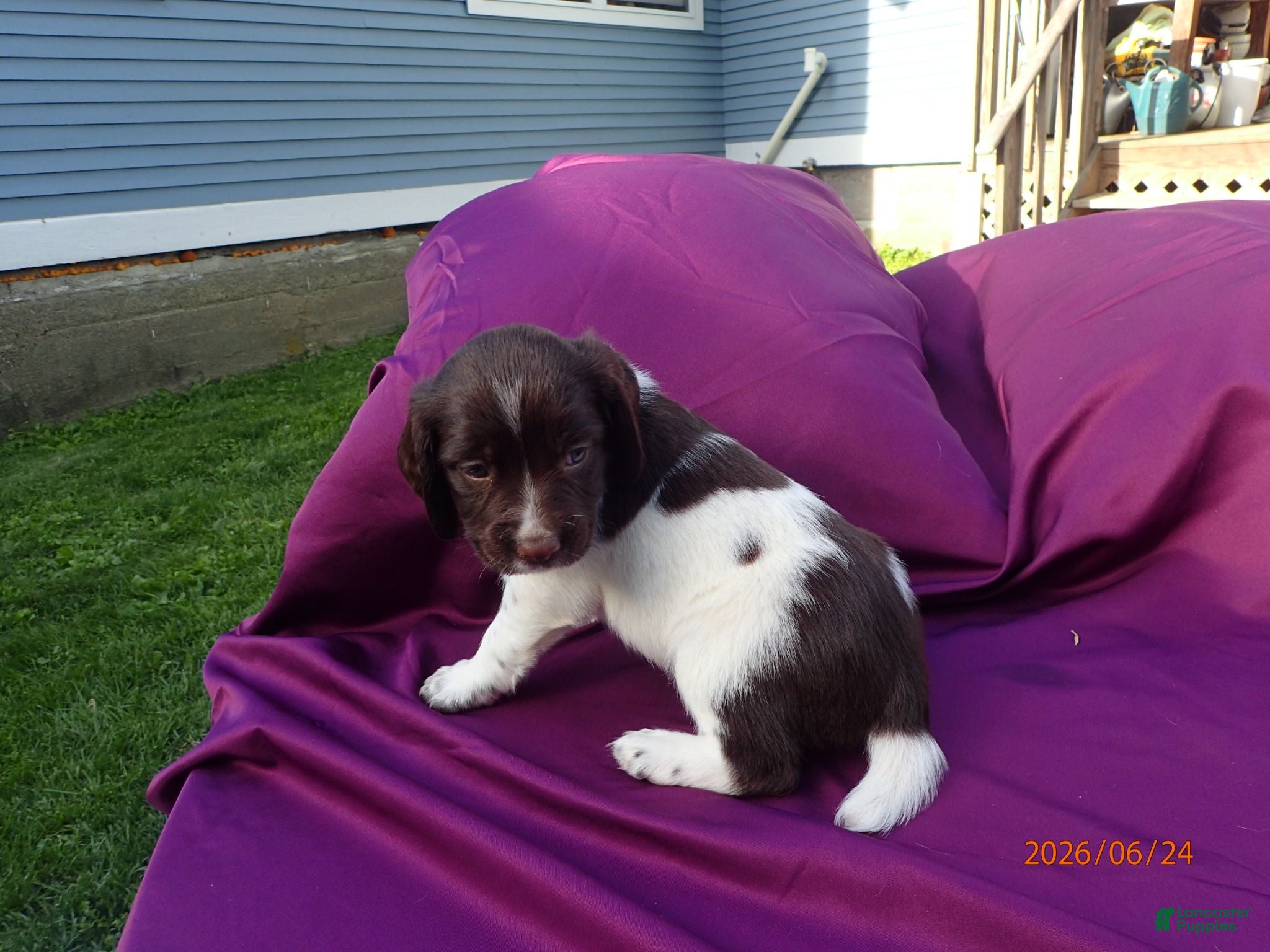 English Springer Spaniel dogs Athena - Ad 10