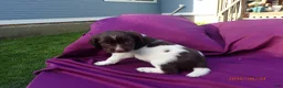 English Springer Spaniel dogs for sale: Athena - Ad 1