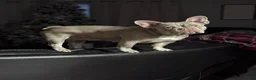 French Bulldog dogs for sale: Zeus French Bulldog  - Ad 4