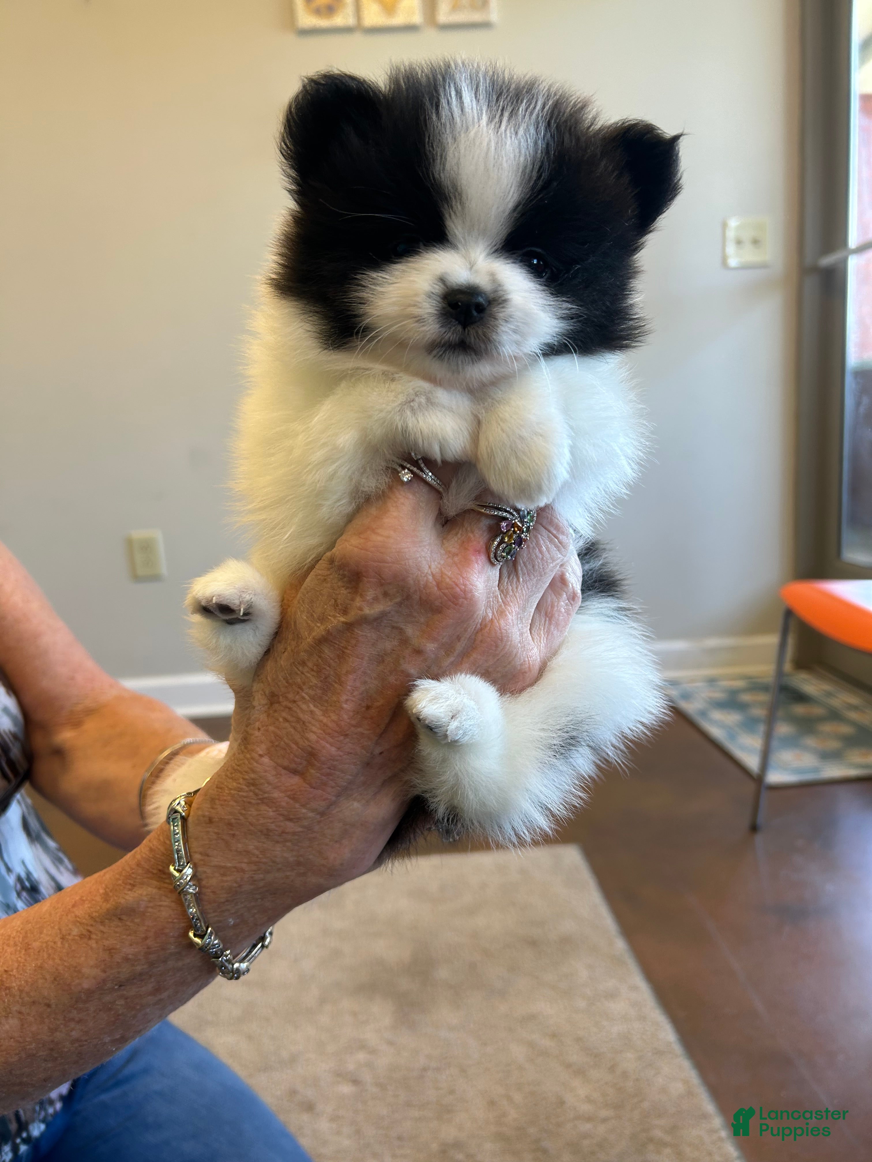 Pomeranian dogs Pomeranian Puppy 1 - Ad 2