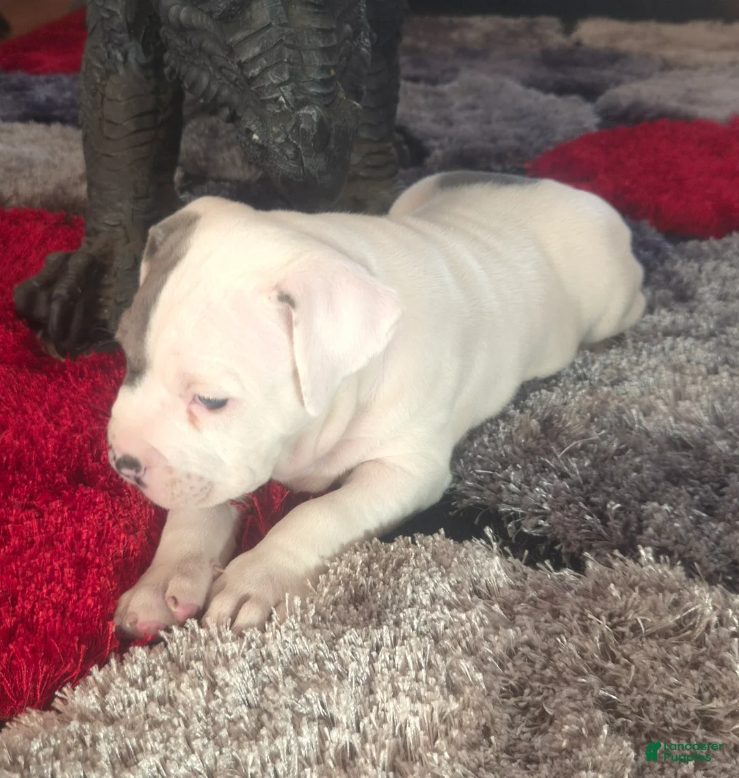 Mixed Breed dogs for sale: "WOLVERINE" WHITE MERLE - Ad 15