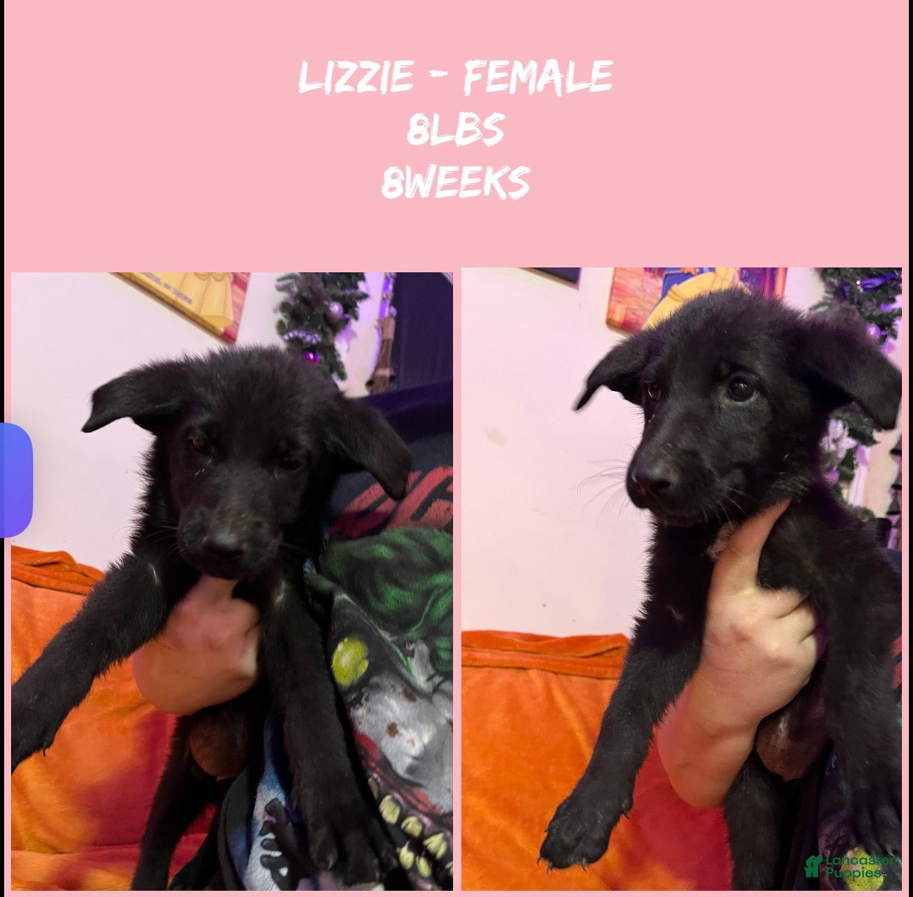 German Shepherd dogs for sale: Lizzie - Ad 1
