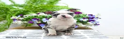 Boston Terrier dogs for sale: Kody - Ad 3