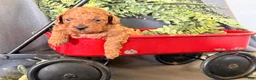 Toy Poodle dogs for sale: Remi  - Ad 1