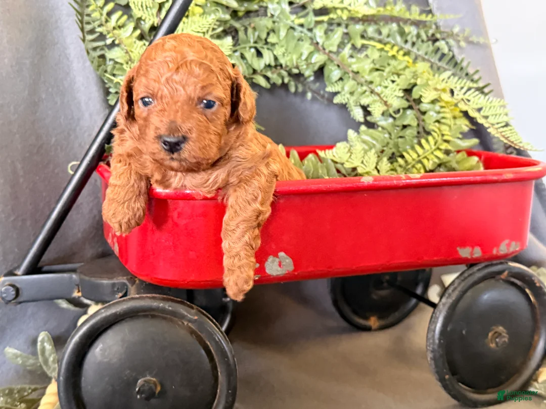 Toy Poodle dogs for sale: Remi  - Ad 1