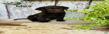 Max