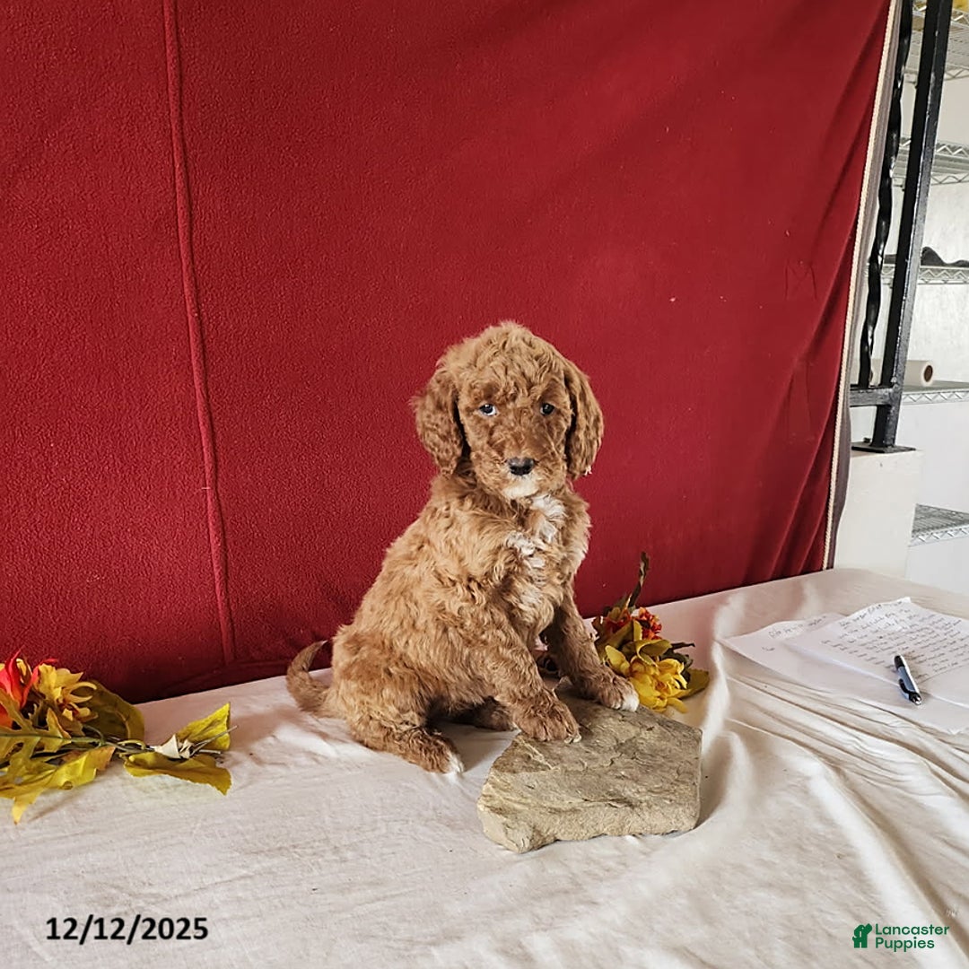 Goldendoodle dogs for sale: Hanna - Ad 1