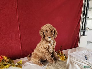 Goldendoodle dogs Hanna - Ad 12