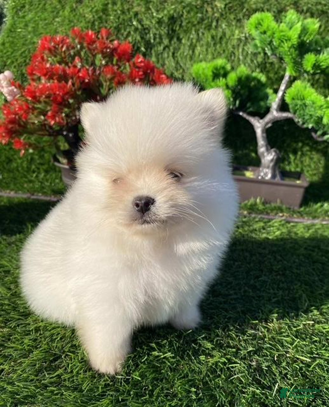 Pomeranian dogs for sale: Teacup/pocketbook Pomeranian Puppy Hand delivery - Ad 3