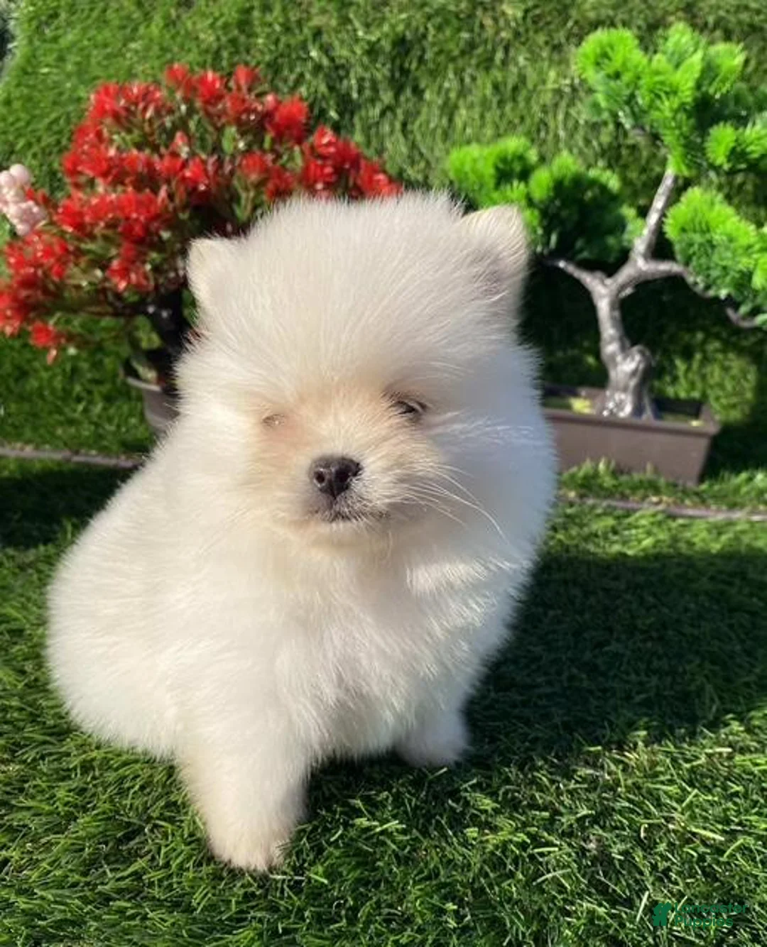 Pomeranian dogs for sale: Teacup/pocketbook Pomeranian Puppy Hand delivery - Ad 3