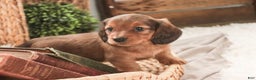 Miniature Dachshund dogs for sale: Gingerbread - Ad 9