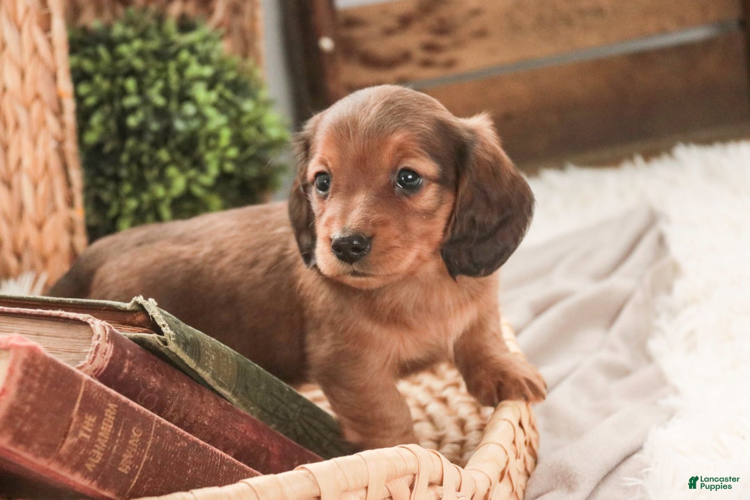 Miniature Dachshund dogs for sale: Gingerbread - Ad 9