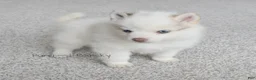 Pomsky dogs for sale: Teddy Tiny Pomsky - Ad 2