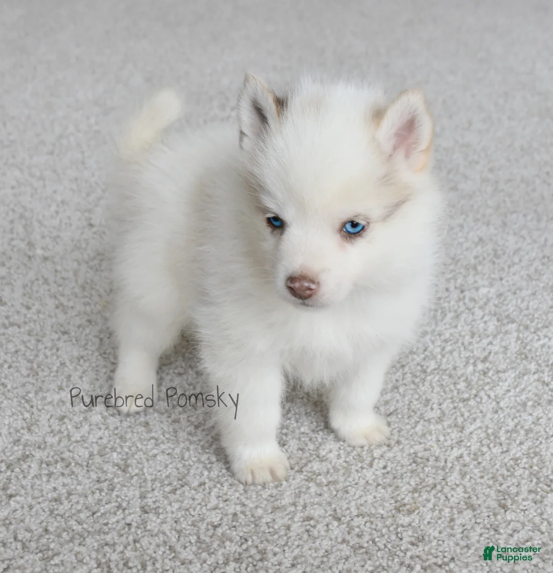 Pomsky dogs for sale: Teddy Tiny Pomsky - Ad 2