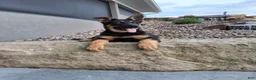 German Shepherd dogs for sale: Karl - Ad 3