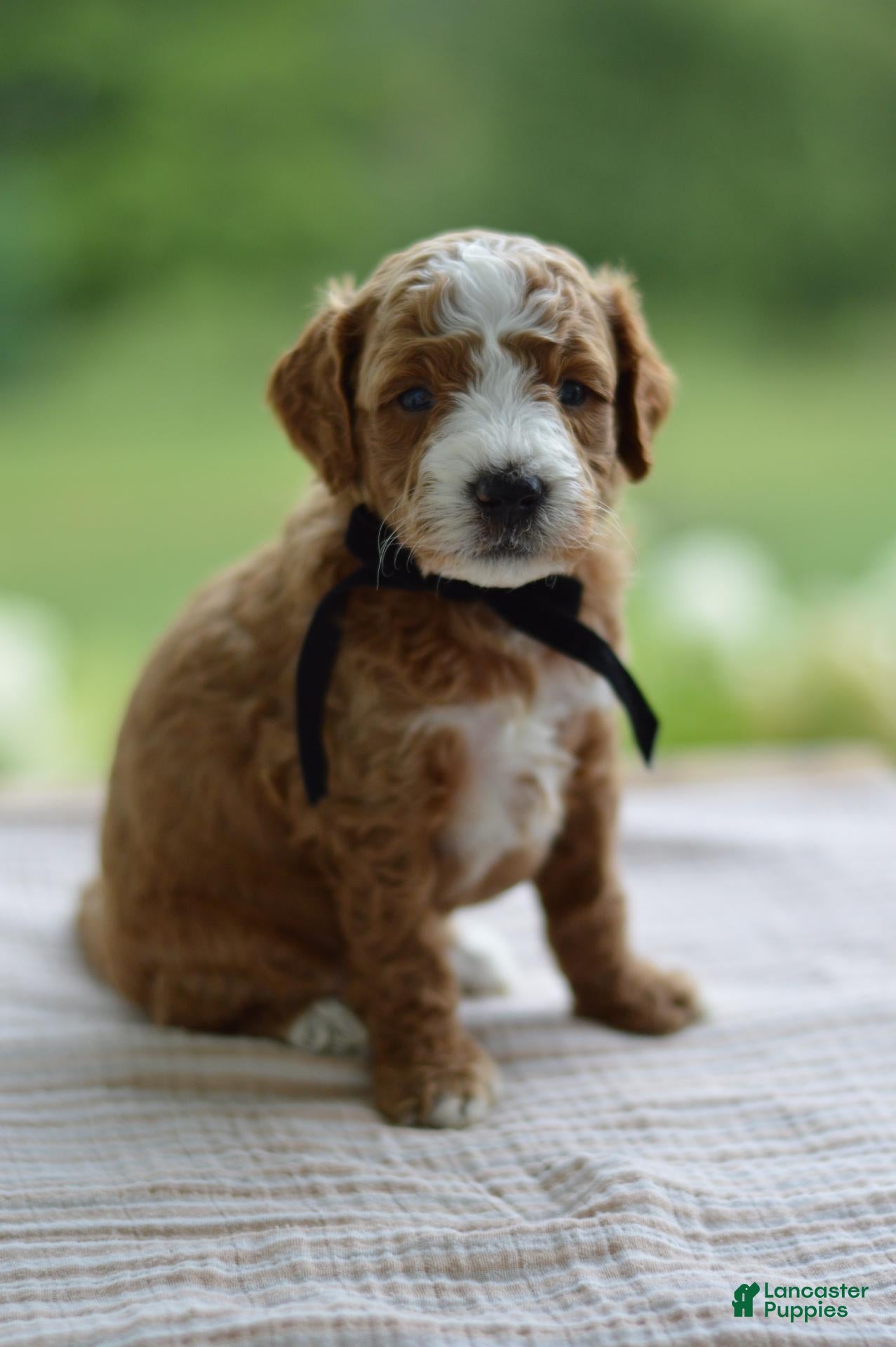 Mini Goldendoodle dogs May - Ad 1