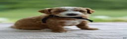 Mini Goldendoodle dogs for sale: May - Ad 1