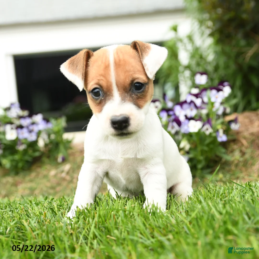 Jack Russell Terrier dogs for sale: Creampuff - Ad 1