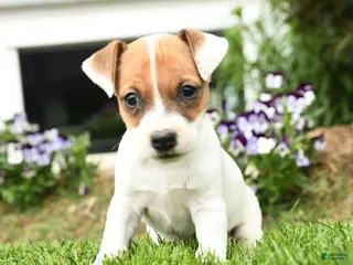 Jack Russell Terrier dogs for sale: Creampuff - Ad 2